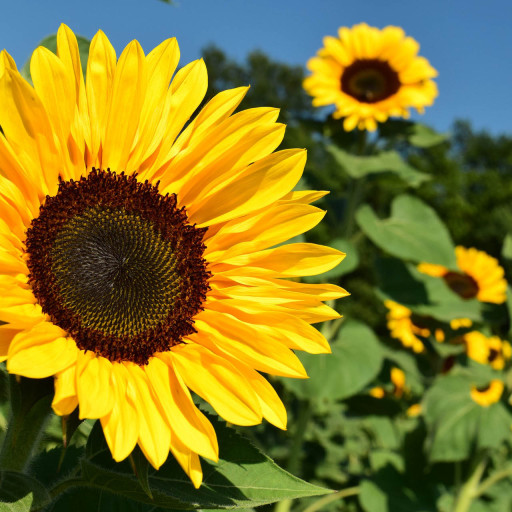 Marcia Lizeth Martínez Dávila